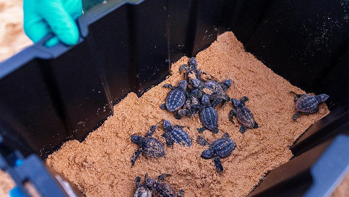 Loggerhead turtle hatchlings