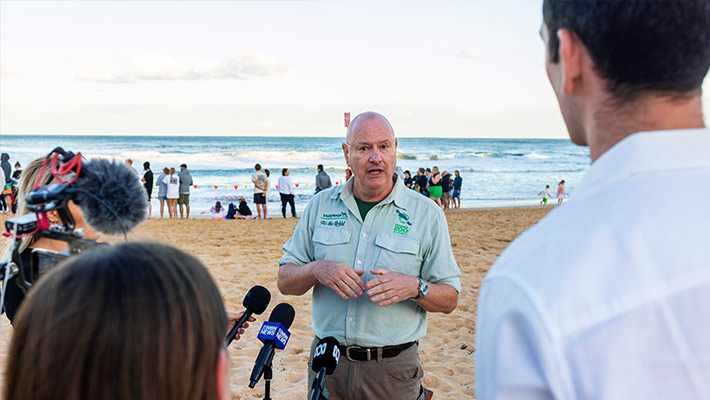 Loggerhead turtle hatchlings released into the wild