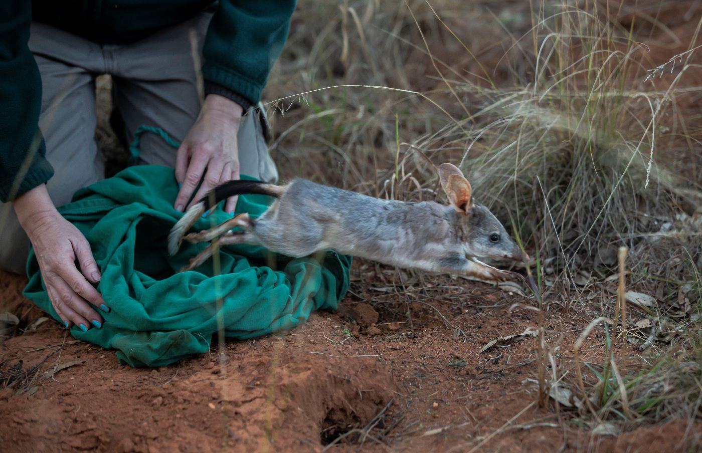 Population survey of Greater Bilby at the Sanctuary, Taronga Western Plains Zoo: Rick Stevens