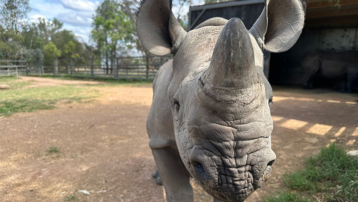 Motabo the Black Rhino Calf 