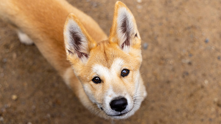 Dingo in Taronga's Nura Diya precinct