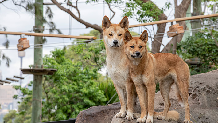 Kep Kep and Warada, Taronga's two dingoes