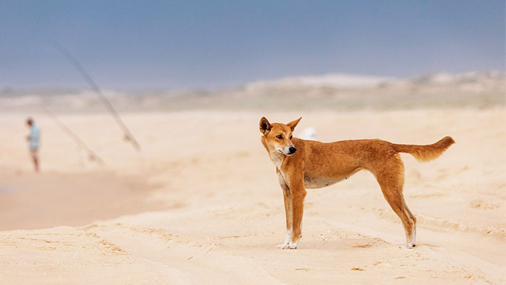 Dingo 