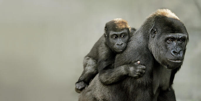 Answer their Call this International Primate Day