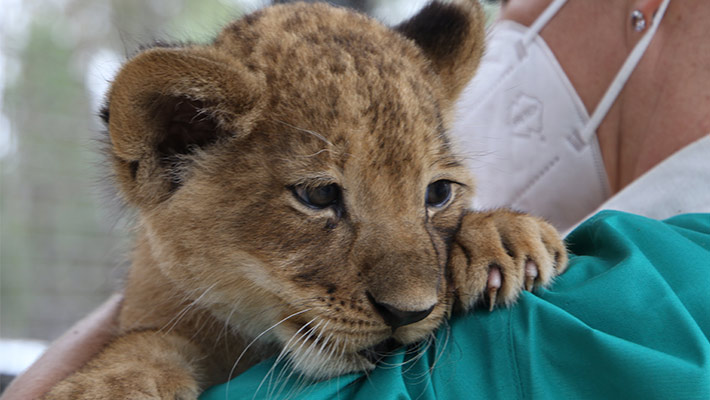 Lion cub at Dubbo Zoo 