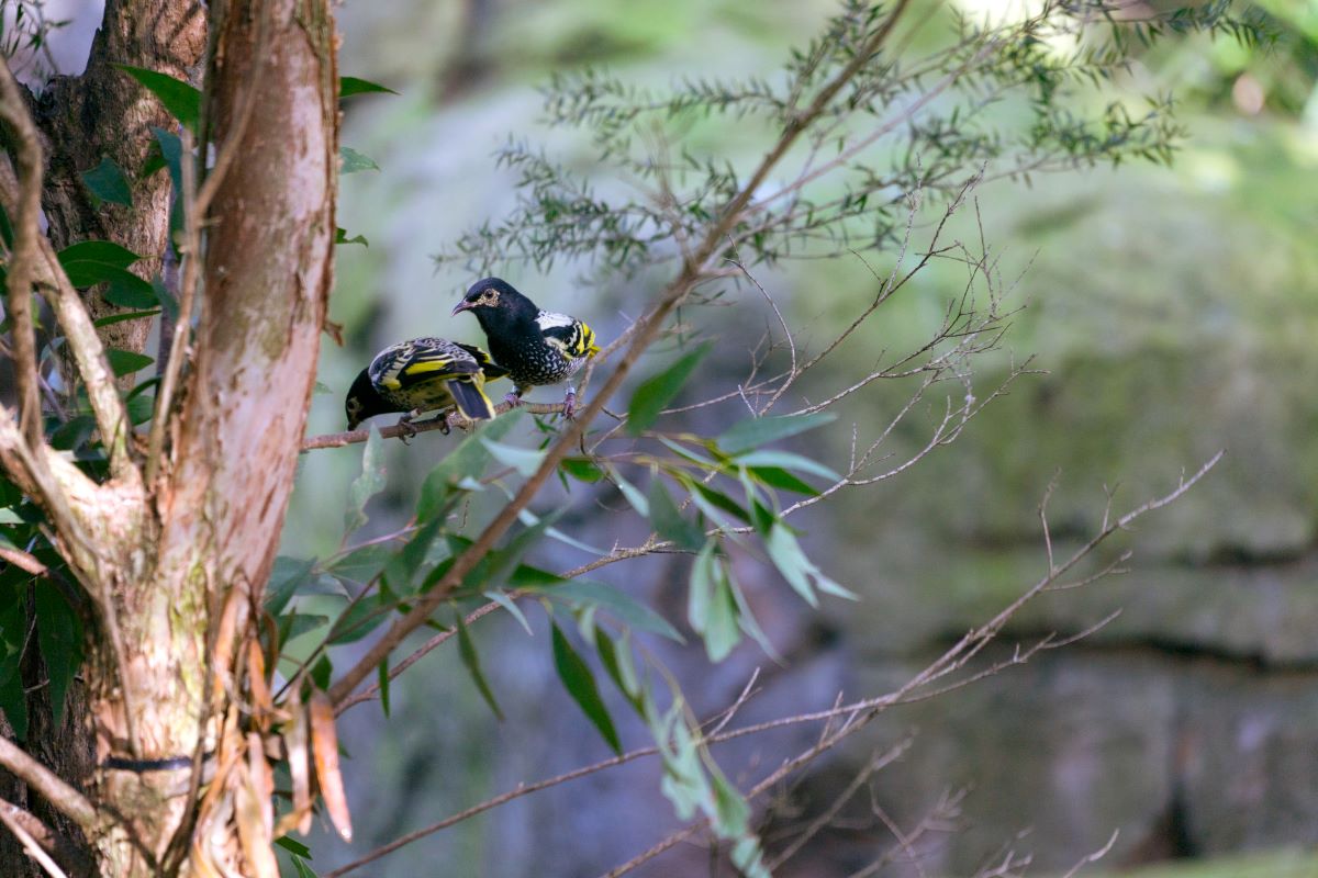 Regent Honeyeater