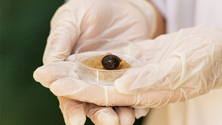 Norfolk Island snail 