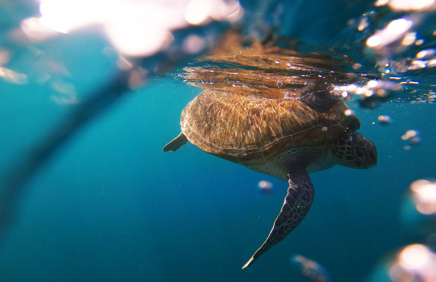 Release of Green Sea Turtle Rehabilitated by Taronga Wildlife Hospital