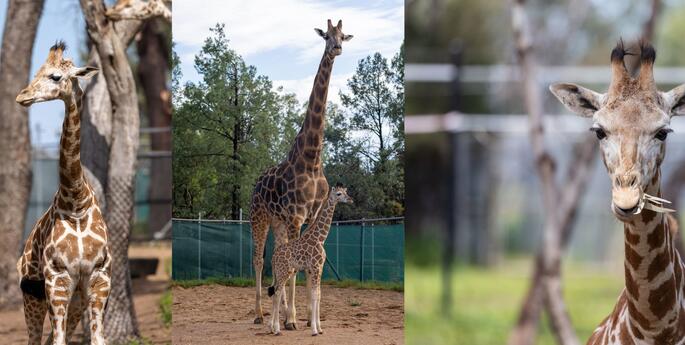 Hand-raised Giraffe calf makes debut