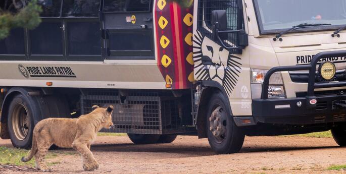 Lion cubs on Patrol
