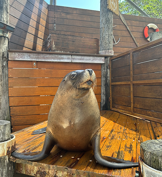 Storm, Australian Sea Lion