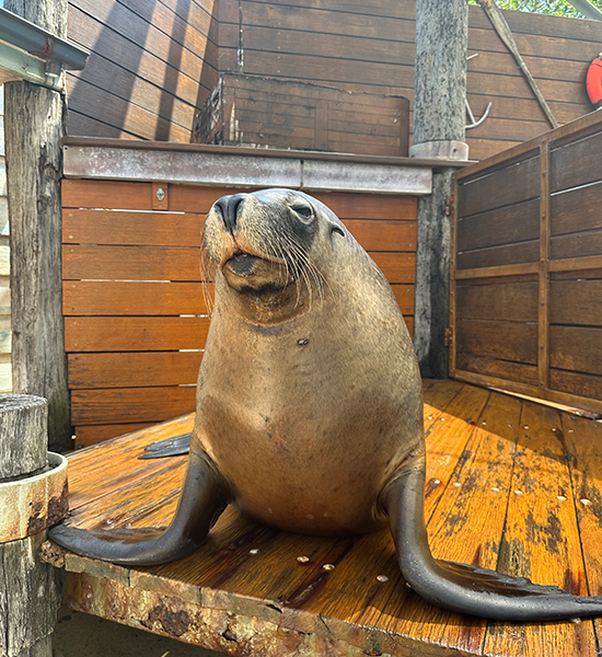 Storm, Australian Sea Lion